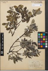 Foto von Salix glauca L.